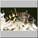 Crabro cribrarius - Grabwespe m06 11mm.jpg